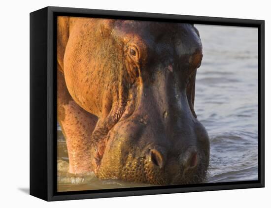 Hippopotamus at Sunrise, South Luangwa, Zambia-T.j. Rich-Framed Premier Image Canvas