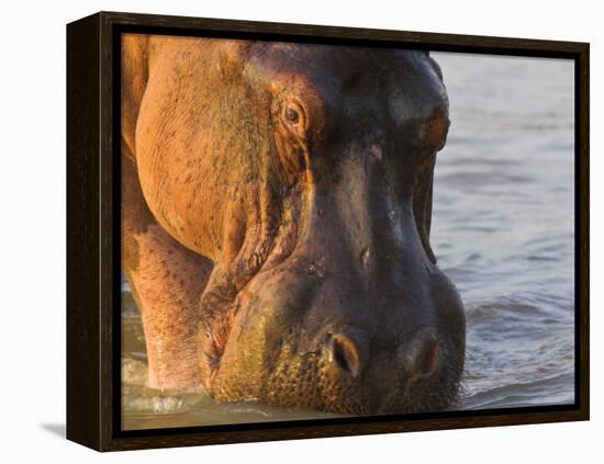 Hippopotamus at Sunrise, South Luangwa, Zambia-T.j. Rich-Framed Premier Image Canvas