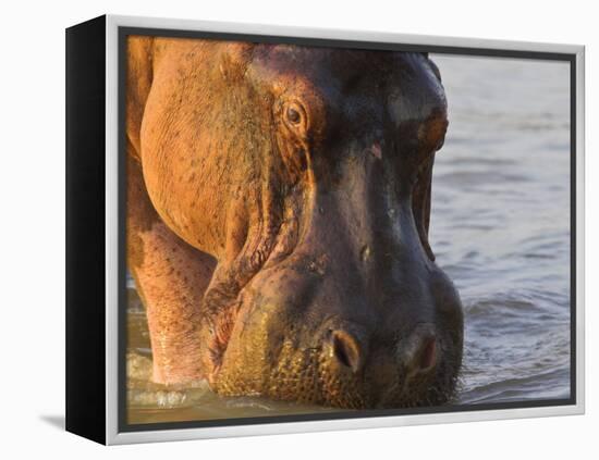 Hippopotamus at Sunrise, South Luangwa, Zambia-T.j. Rich-Framed Premier Image Canvas