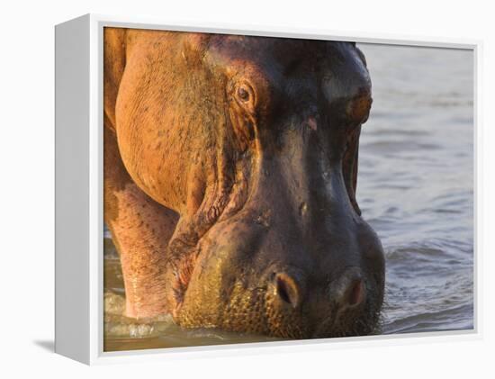 Hippopotamus at Sunrise, South Luangwa, Zambia-T.j. Rich-Framed Premier Image Canvas