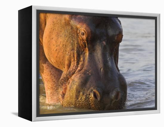 Hippopotamus at Sunrise, South Luangwa, Zambia-T.j. Rich-Framed Premier Image Canvas