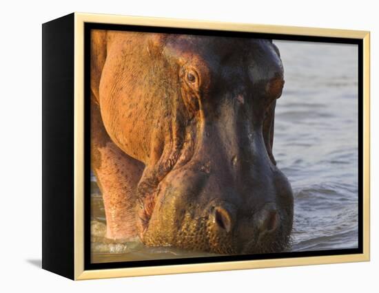 Hippopotamus at Sunrise, South Luangwa, Zambia-T.j. Rich-Framed Premier Image Canvas