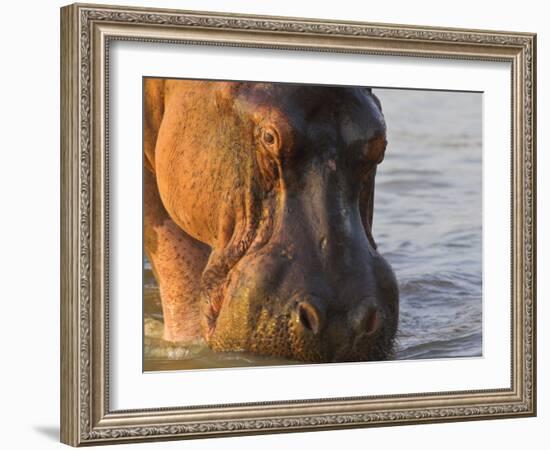 Hippopotamus at Sunrise, South Luangwa, Zambia-T.j. Rich-Framed Photographic Print