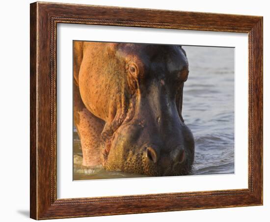 Hippopotamus at Sunrise, South Luangwa, Zambia-T.j. Rich-Framed Photographic Print