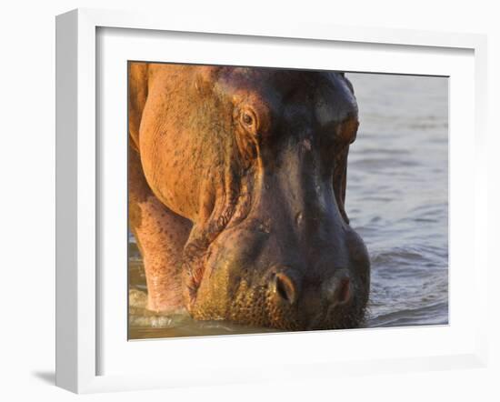 Hippopotamus at Sunrise, South Luangwa, Zambia-T.j. Rich-Framed Photographic Print