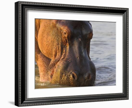 Hippopotamus at Sunrise, South Luangwa, Zambia-T.j. Rich-Framed Photographic Print