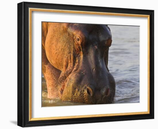 Hippopotamus at Sunrise, South Luangwa, Zambia-T.j. Rich-Framed Photographic Print