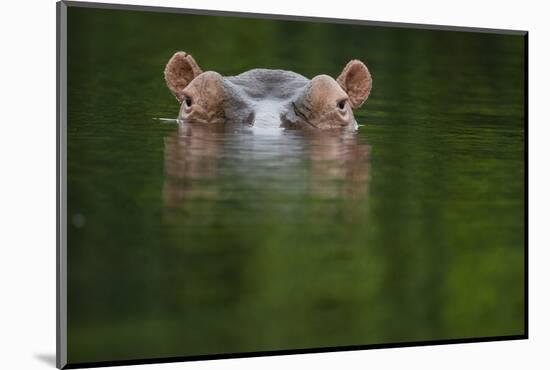 Hippopotamus at water surface, Guinea Bissau, Africa-Pedro Narra-Mounted Photographic Print