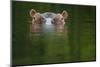 Hippopotamus at water surface, Guinea Bissau, Africa-Pedro Narra-Mounted Photographic Print