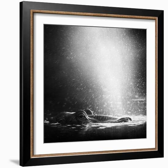 Hippopotamus Blowing Air through Nostrils in Early Morning Backlight-Johan Swanepoel-Framed Photographic Print