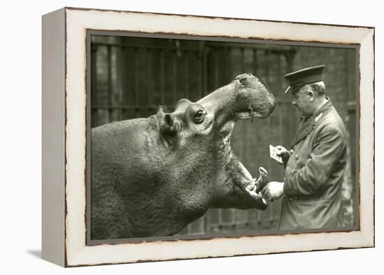 Hippopotamus 'Bobbie' with Keeper Ernie Bowman, London Zoo,1927 (B/W Photo)-Frederick William Bond-Framed Premier Image Canvas