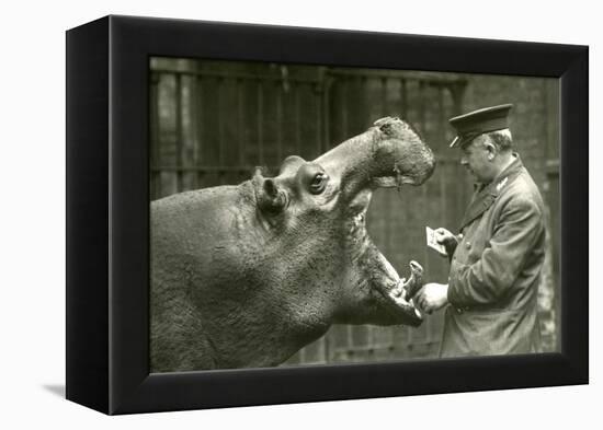 Hippopotamus 'Bobbie' with Keeper Ernie Bowman, London Zoo,1927 (B/W Photo)-Frederick William Bond-Framed Premier Image Canvas