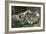 Hippopotamus 'Bobbie' with Keeper Ernie Bowman, London Zoo,1927 (B/W Photo)-Frederick William Bond-Framed Giclee Print