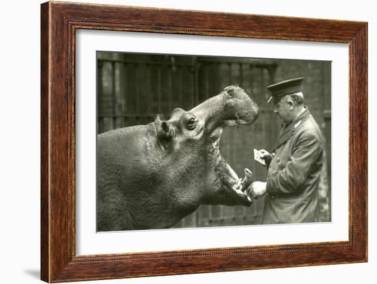 Hippopotamus 'Bobbie' with Keeper Ernie Bowman, London Zoo,1927 (B/W Photo)-Frederick William Bond-Framed Giclee Print