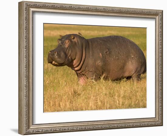 Hippopotamus, Busanga Plains, Kafue National Park, Zambi, Africa-Sergio Pitamitz-Framed Photographic Print