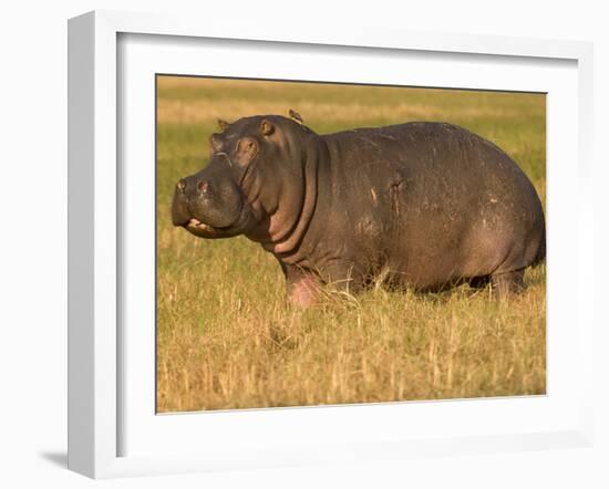 Hippopotamus, Busanga Plains, Kafue National Park, Zambi, Africa-Sergio Pitamitz-Framed Photographic Print