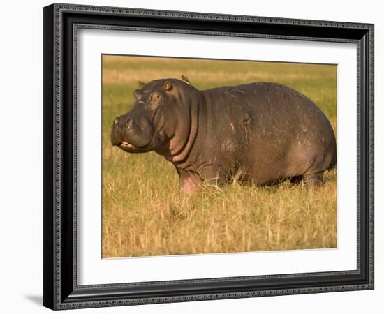 Hippopotamus, Busanga Plains, Kafue National Park, Zambi, Africa-Sergio Pitamitz-Framed Photographic Print