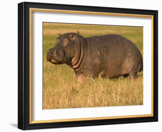 Hippopotamus, Busanga Plains, Kafue National Park, Zambi, Africa-Sergio Pitamitz-Framed Photographic Print