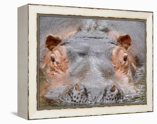 Hippopotamus Face Close-Up Surfacing from Water. Captive, Iucn Red List of Vulnerable Species-Eric Baccega-Framed Premier Image Canvas
