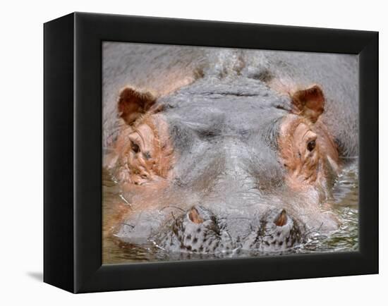 Hippopotamus Face Close-Up Surfacing from Water. Captive, Iucn Red List of Vulnerable Species-Eric Baccega-Framed Premier Image Canvas