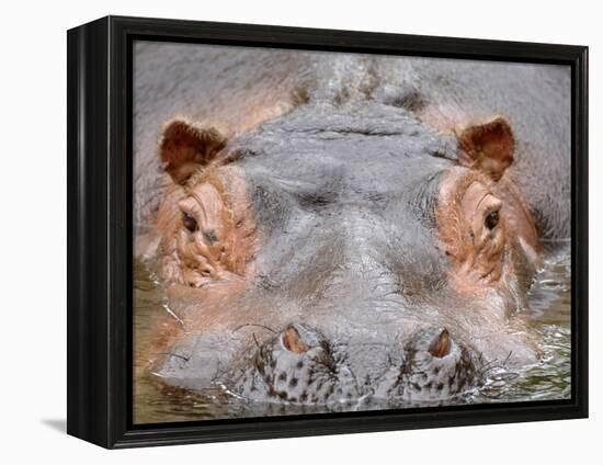 Hippopotamus Face Close-Up Surfacing from Water. Captive, Iucn Red List of Vulnerable Species-Eric Baccega-Framed Premier Image Canvas