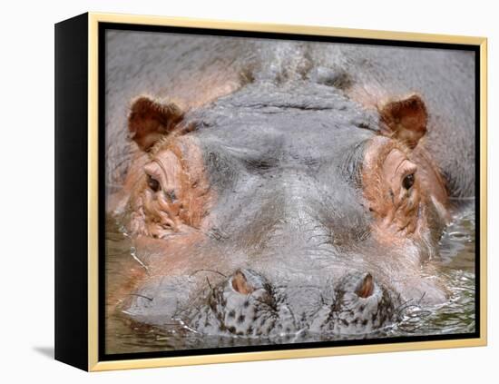 Hippopotamus Face Close-Up Surfacing from Water. Captive, Iucn Red List of Vulnerable Species-Eric Baccega-Framed Premier Image Canvas