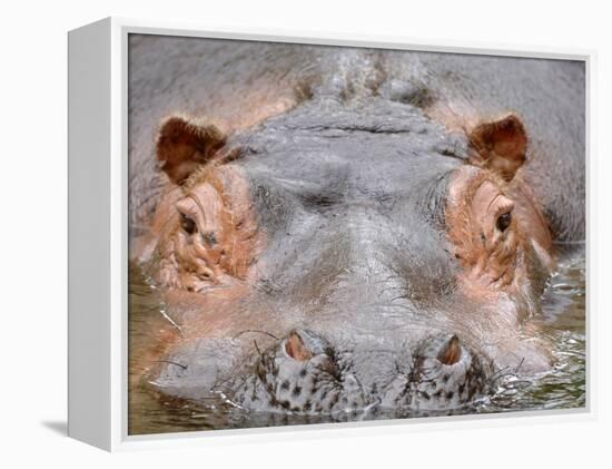 Hippopotamus Face Close-Up Surfacing from Water. Captive, Iucn Red List of Vulnerable Species-Eric Baccega-Framed Premier Image Canvas