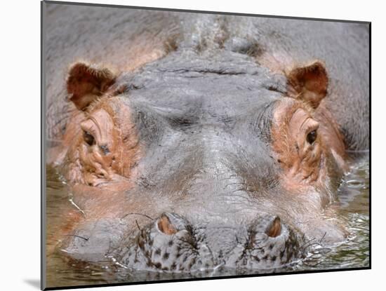 Hippopotamus Face Close-Up Surfacing from Water. Captive, Iucn Red List of Vulnerable Species-Eric Baccega-Mounted Photographic Print