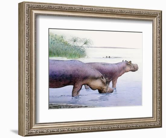 Hippopotamus Gorgops-null-Framed Photographic Print