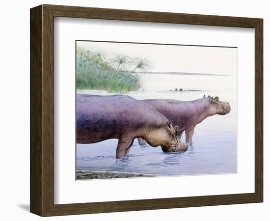 Hippopotamus Gorgops-null-Framed Photographic Print