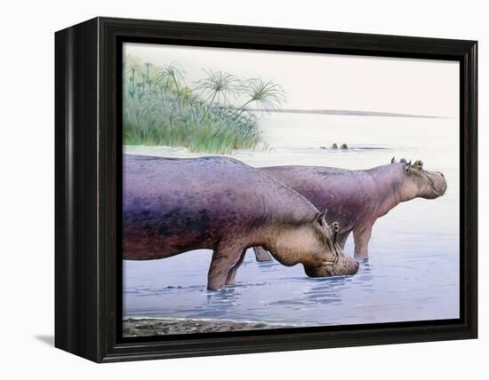 Hippopotamus Gorgops-null-Framed Premier Image Canvas