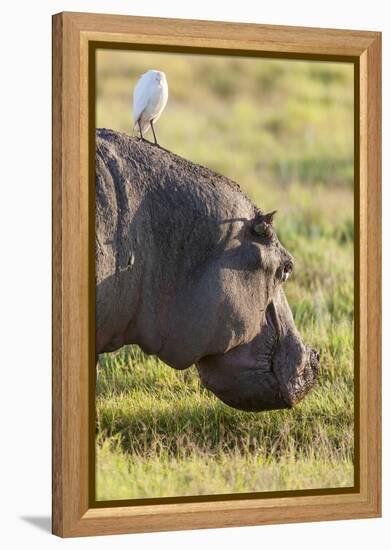 Hippopotamus Grazing, Amboseli National Park, Kenya-Martin Zwick-Framed Premier Image Canvas