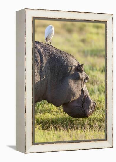 Hippopotamus Grazing, Amboseli National Park, Kenya-Martin Zwick-Framed Premier Image Canvas