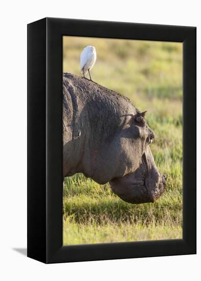 Hippopotamus Grazing, Amboseli National Park, Kenya-Martin Zwick-Framed Premier Image Canvas