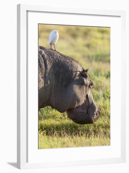 Hippopotamus Grazing, Amboseli National Park, Kenya-Martin Zwick-Framed Photographic Print