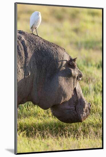 Hippopotamus Grazing, Amboseli National Park, Kenya-Martin Zwick-Mounted Photographic Print