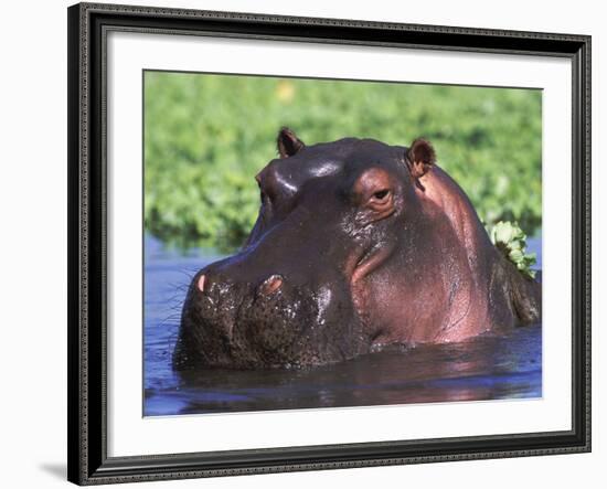 Hippopotamus Head Above Water, Kruger National Park, South Africa-Tony Heald-Framed Photographic Print