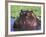 Hippopotamus Head Above Water, Kruger National Park, South Africa-Tony Heald-Framed Photographic Print