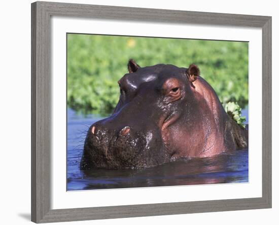 Hippopotamus Head Above Water, Kruger National Park, South Africa-Tony Heald-Framed Photographic Print