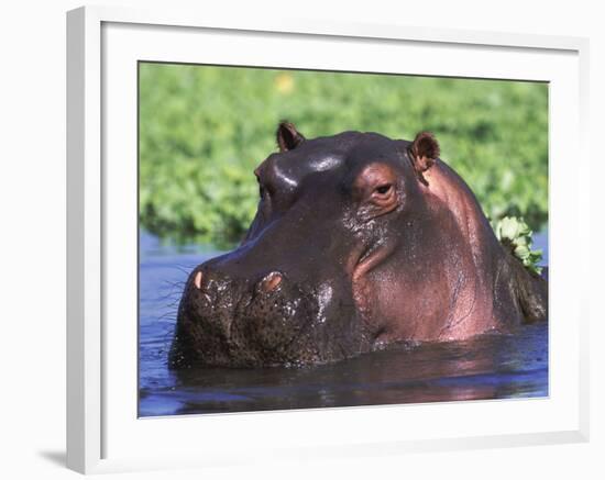 Hippopotamus Head Above Water, Kruger National Park, South Africa-Tony Heald-Framed Photographic Print