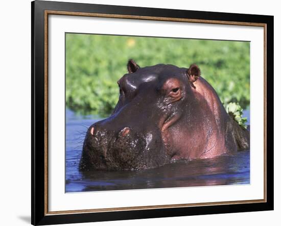 Hippopotamus Head Above Water, Kruger National Park, South Africa-Tony Heald-Framed Photographic Print