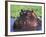 Hippopotamus Head Above Water, Kruger National Park, South Africa-Tony Heald-Framed Photographic Print