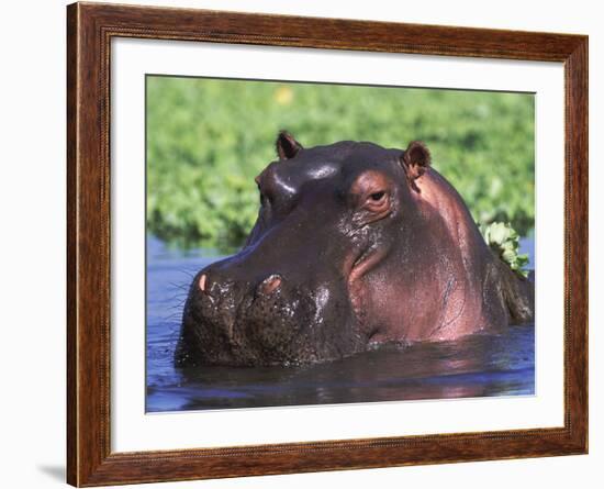 Hippopotamus Head Above Water, Kruger National Park, South Africa-Tony Heald-Framed Photographic Print