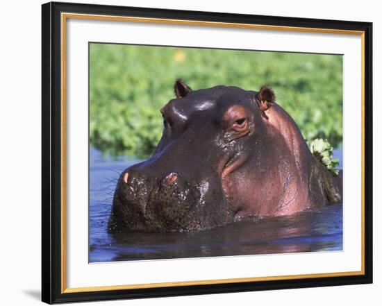 Hippopotamus Head Above Water, Kruger National Park, South Africa-Tony Heald-Framed Photographic Print