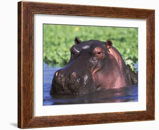 Hippopotamus Head Above Water, Kruger National Park, South Africa-Tony Heald-Framed Photographic Print