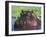 Hippopotamus Head Above Water, Kruger National Park, South Africa-Tony Heald-Framed Photographic Print