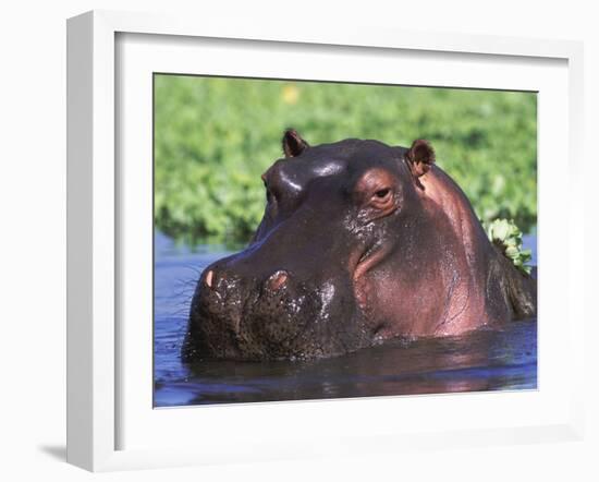 Hippopotamus Head Above Water, Kruger National Park, South Africa-Tony Heald-Framed Photographic Print