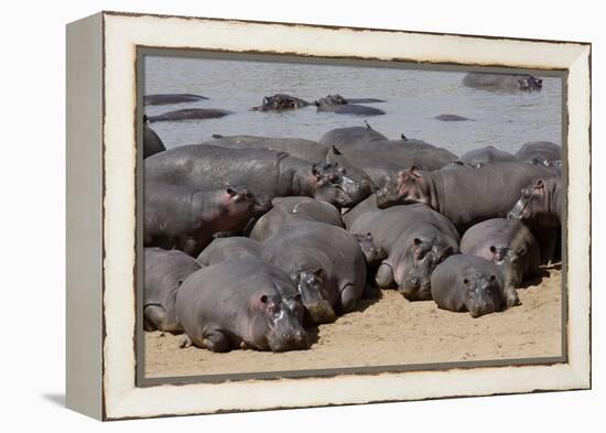 Hippopotamus Herd Resting-Hal Beral-Framed Premier Image Canvas