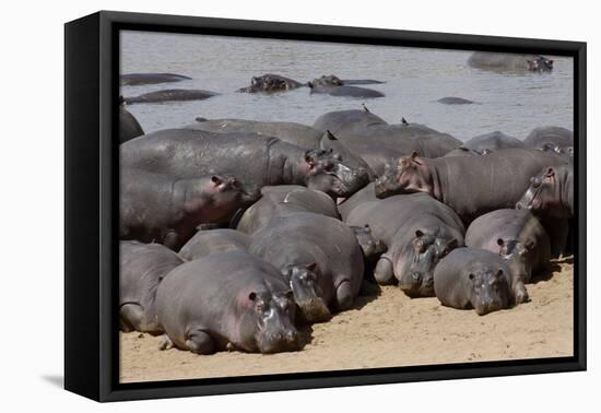 Hippopotamus Herd Resting-Hal Beral-Framed Premier Image Canvas