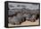 Hippopotamus Herd Resting-Hal Beral-Framed Premier Image Canvas